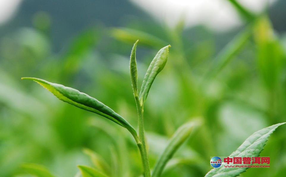 普洱茶