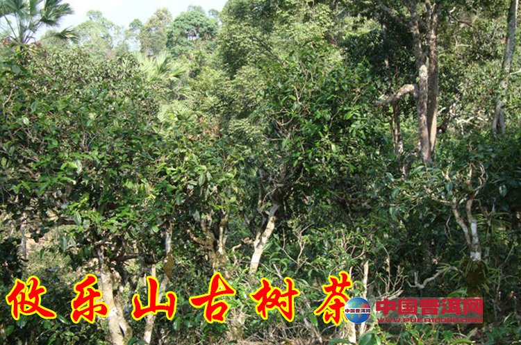 普洱茶