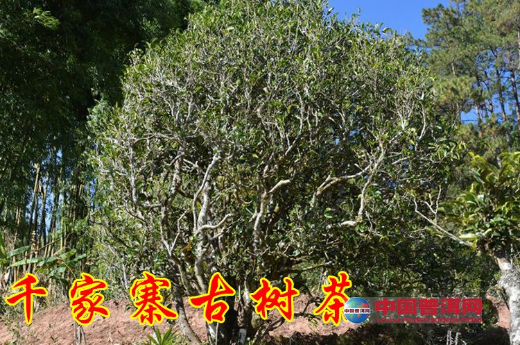 普洱茶