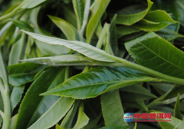 普洱茶
