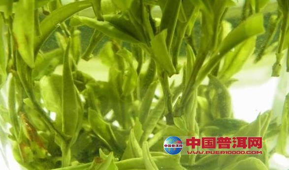普洱茶