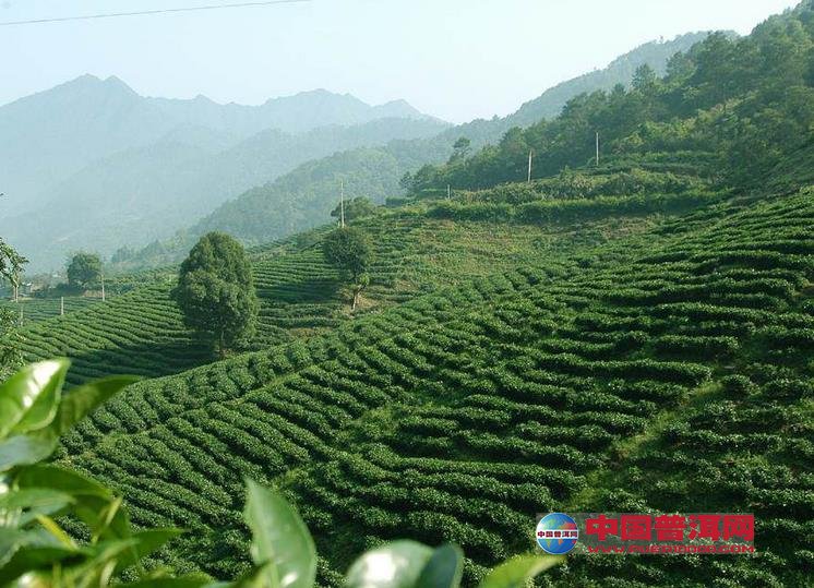 <u><a href='http://www.puer10000.com/puerzhishi/32854.html' target='_blank'>普洱<u><a href='http://www.puer10000.com/puerzhishi/100997.html' target='_blank'>茶</a></u></a></u>