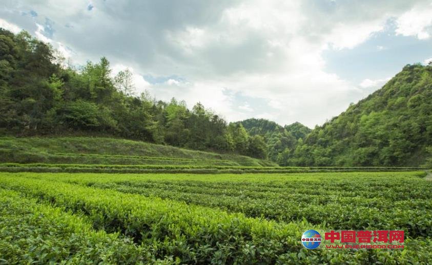 普洱茶