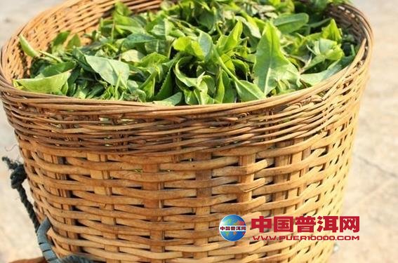<u><a href='http://www.puer10000.com/puerzhishi/32854.html' target='_blank'>普洱<u><a href='http://www.puer10000.com/puerzhishi/100997.html' target='_blank'>茶</a></u></a></u>
