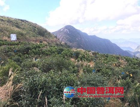 <u><a href='http://www.puer10000.com/puerzhishi/32854.html' target='_blank'>普洱<u><a href='http://www.puer10000.com/puerzhishi/100997.html' target='_blank'>茶</a></u></a></u>