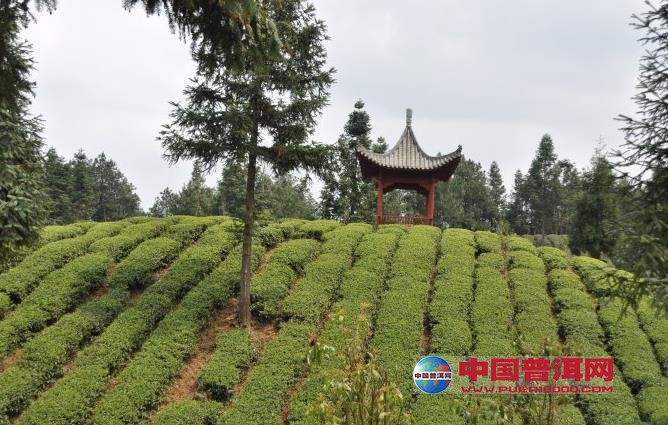 普洱茶