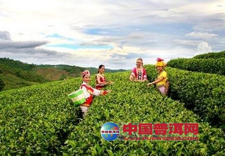普洱茶