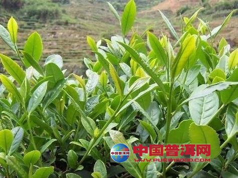 普洱茶