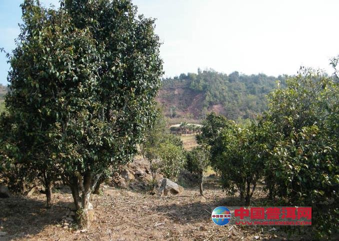 普洱茶
