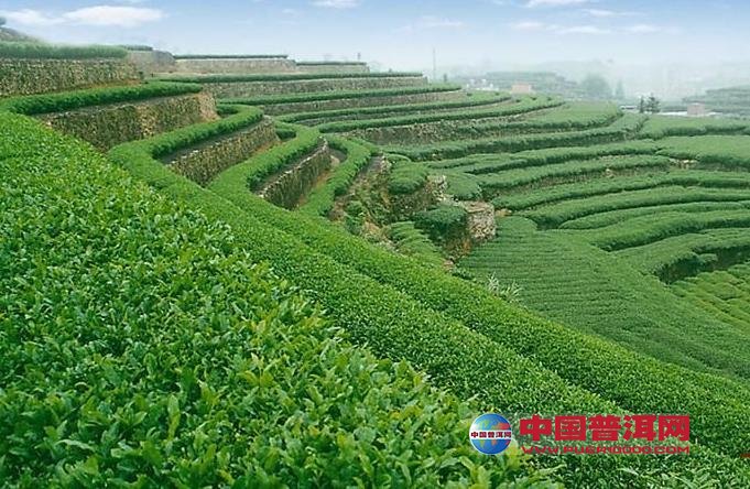 普洱茶