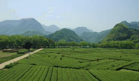 普洱茶