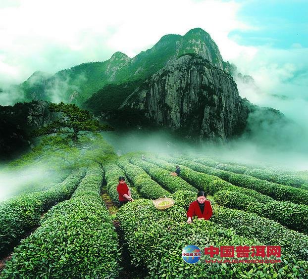 普洱茶