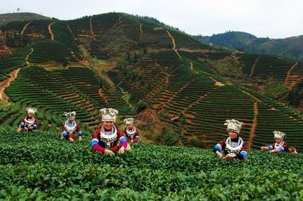 普洱茶