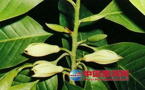 <u><a href='http://www.puer10000.com/puerzhishi/32854.html' target='_blank'>普洱<u><a href='http://www.puer10000.com/puerzhishi/100997.html' target='_blank'>茶</a></u></a></u>