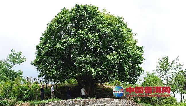 <u><a href='http://www.puer10000.com/puerzhishi/32854.html' target='_blank'>普洱<u><a href='http://www.puer10000.com/puerzhishi/100997.html' target='_blank'>茶</a></u></a></u>