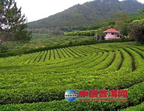 <u><a href='http://www.puer10000.com/puerzhishi/32854.html' target='_blank'>普洱<u><a href='http://www.puer10000.com/puerzhishi/100997.html' target='_blank'>茶</a></u></a></u>