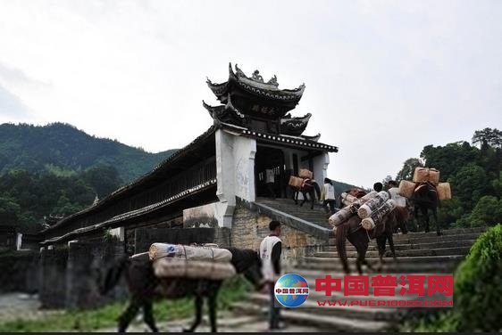 <u><a href='http://www.puer10000.com/puerzhishi/32854.html' target='_blank'>普洱<u><a href='http://www.puer10000.com/puerzhishi/100997.html' target='_blank'>茶</a></u></a></u>