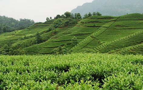 普洱茶