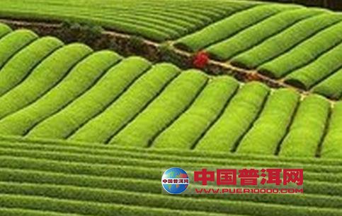 普洱茶