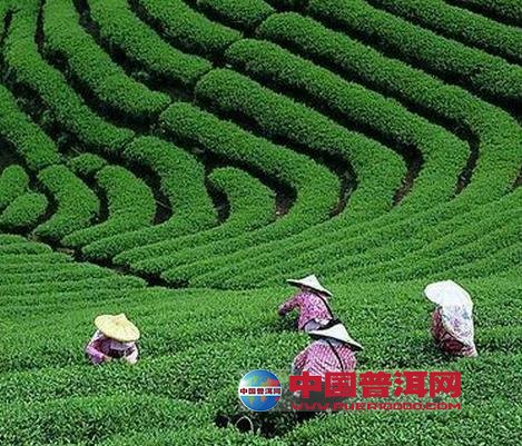 <u><a href='http://www.puer10000.com/puerzhishi/32854.html' target='_blank'>普洱<u><a href='http://www.puer10000.com/puerzhishi/100997.html' target='_blank'>茶</a></u></a></u>