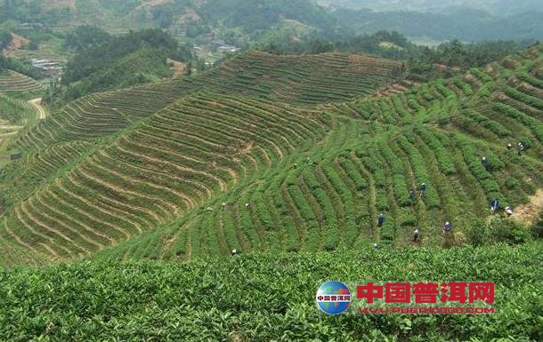 普洱茶