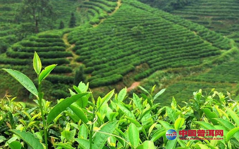 普洱茶