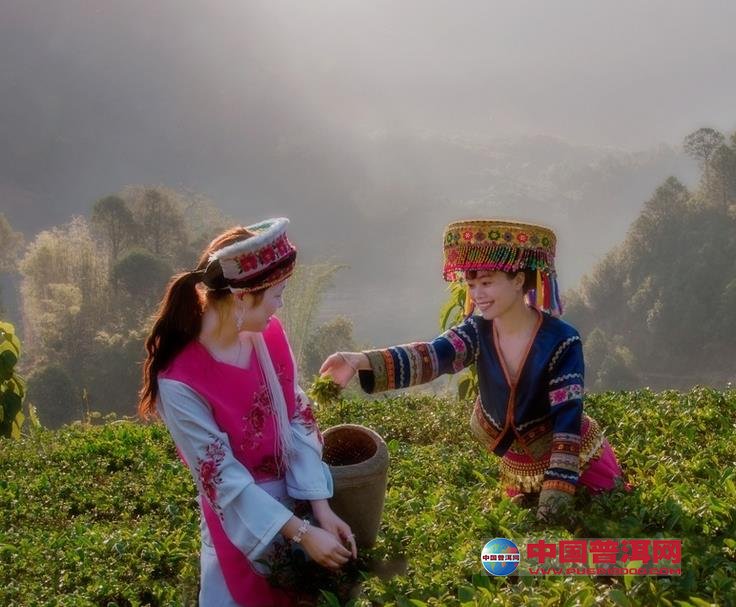 普洱茶