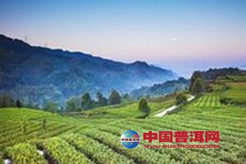 普洱茶