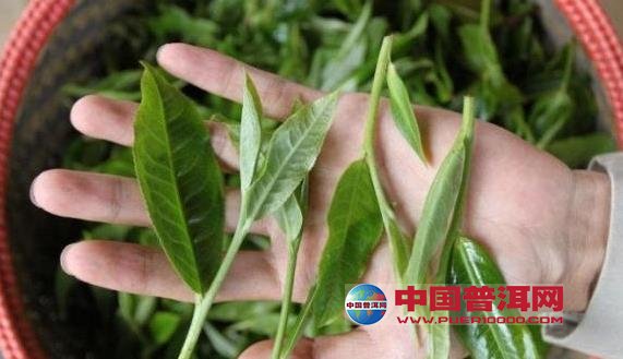 普洱茶