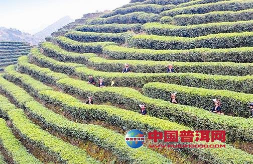 普洱茶