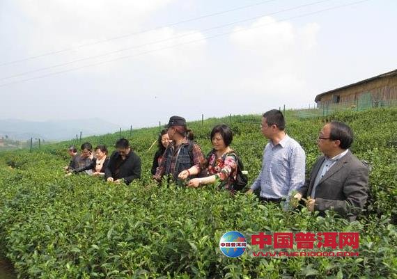 普洱茶
