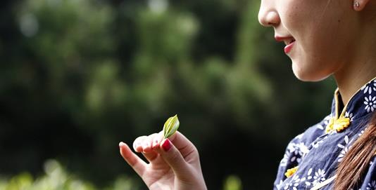普洱茶