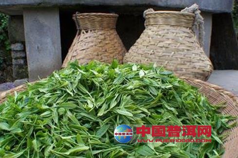 普洱茶