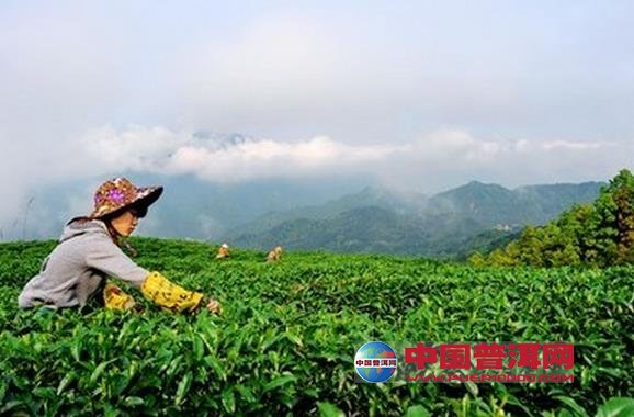 普洱茶