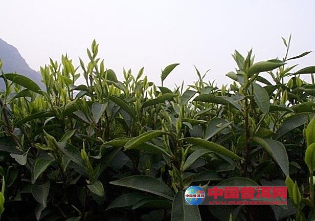 <u><a href='http://www.puer10000.com/puerzhishi/32854.html' target='_blank'>普洱<u><a href='http://www.puer10000.com/puerzhishi/100997.html' target='_blank'>茶</a></u></a></u>