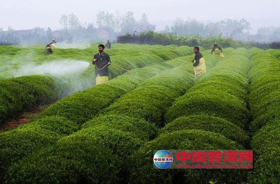 普洱茶