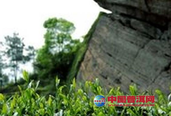<u><a href='http://www.puer10000.com/puerzhishi/32854.html' target='_blank'>普洱<u><a href='http://www.puer10000.com/puerzhishi/100997.html' target='_blank'>茶</a></u></a></u>