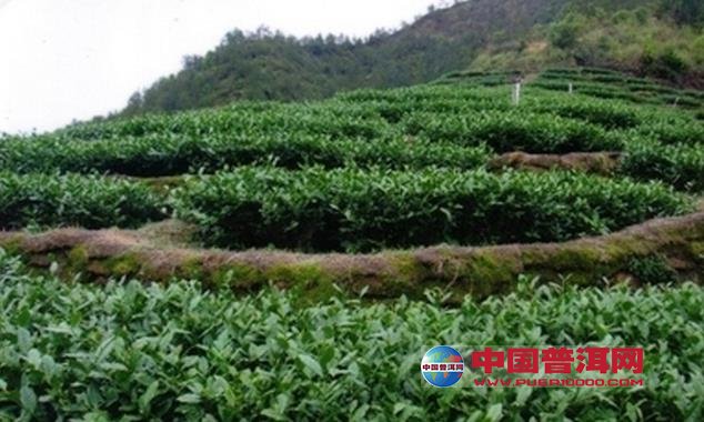 普洱茶