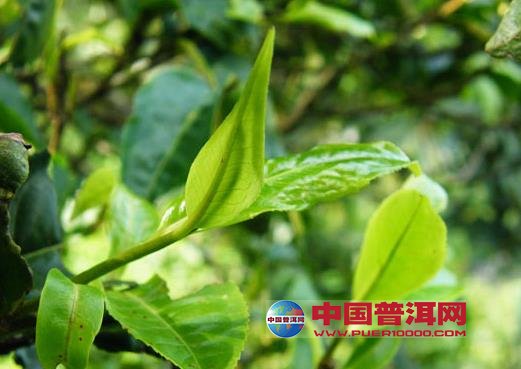 <u><a href='http://www.puer10000.com/puerzhishi/32854.html' target='_blank'>ն<u><a href='http://www.puer10000.com/puerzhishi/100997.html' target='_blank'></a></u></a></u>