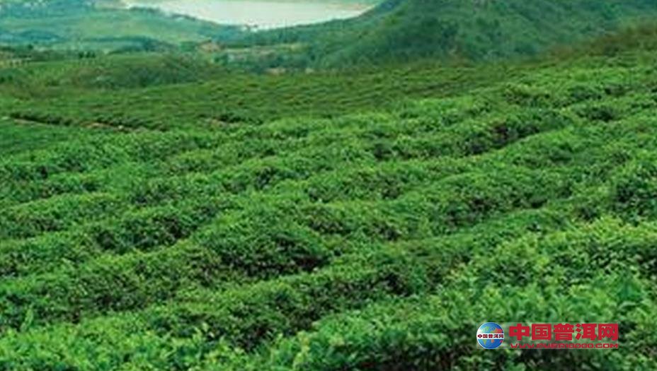 普洱茶