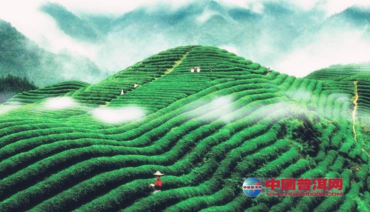 普洱茶