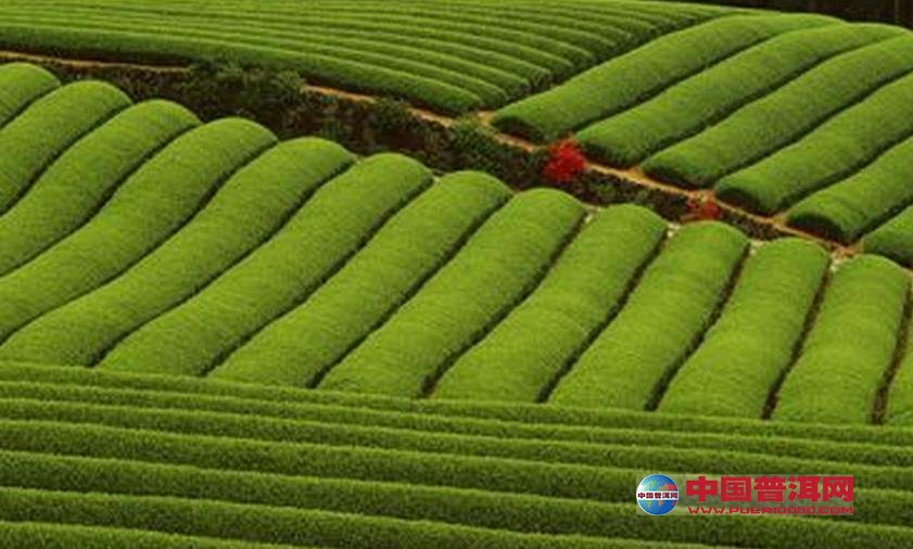 普洱茶