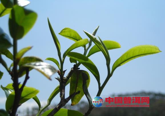 <u><a href='http://www.puer10000.com/puerzhishi/32854.html' target='_blank'>普洱<u><a href='http://www.puer10000.com/puerzhishi/100997.html' target='_blank'>茶</a></u></a></u>