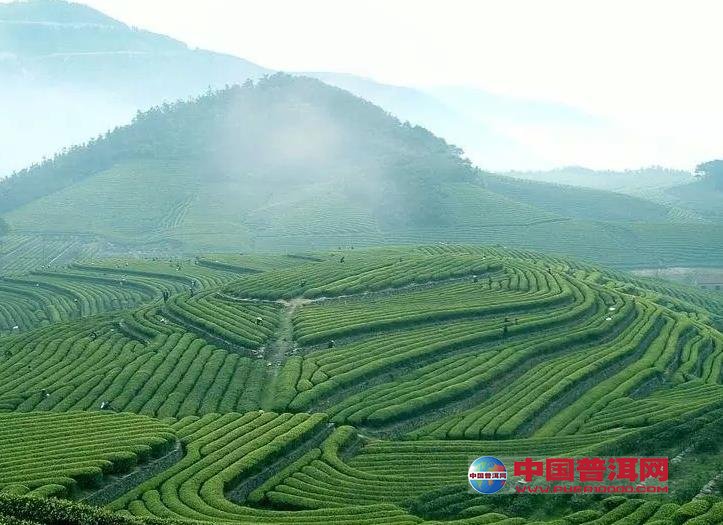 普洱茶