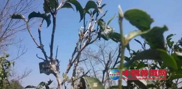 普洱茶