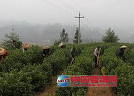 普洱茶