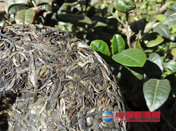 普洱茶