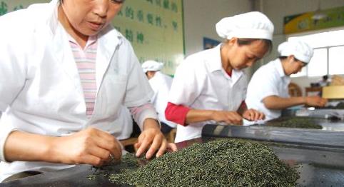 普洱茶