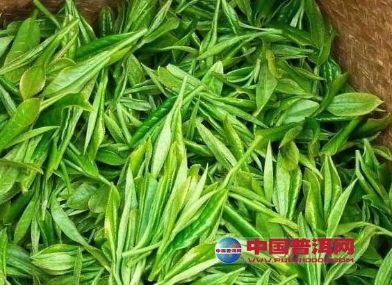 普洱茶