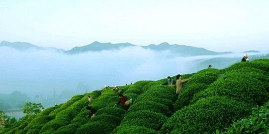 普洱茶